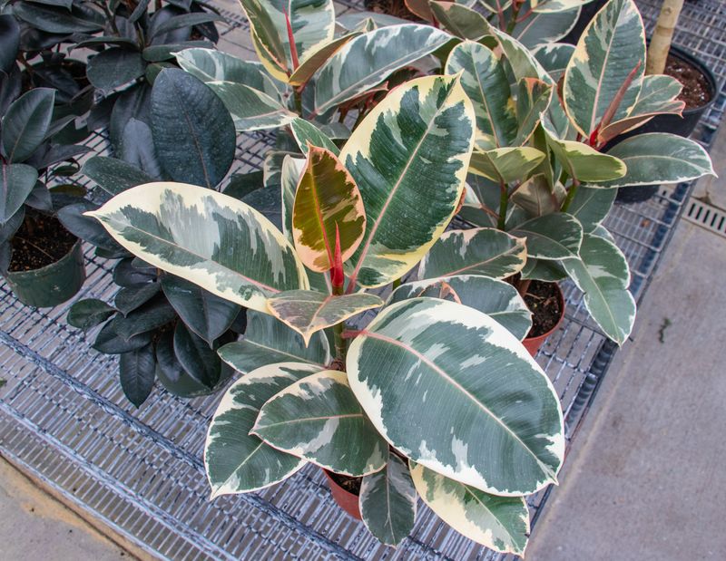 Golden Variegated Rubber Plant