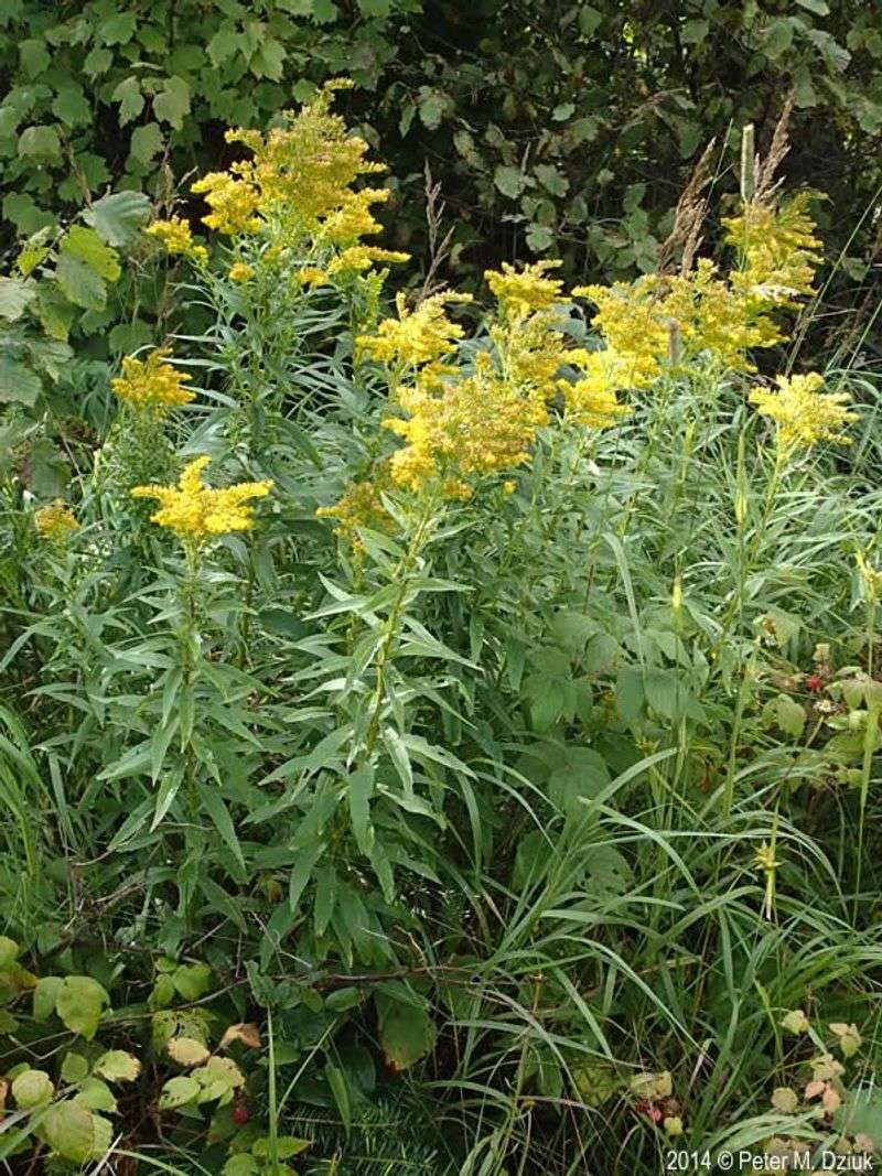 Goldenrod