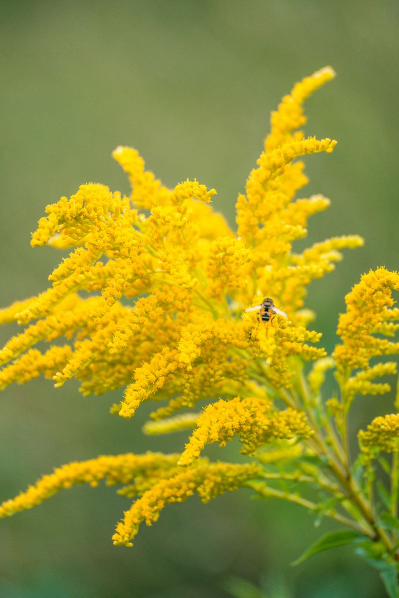 Goldenrod