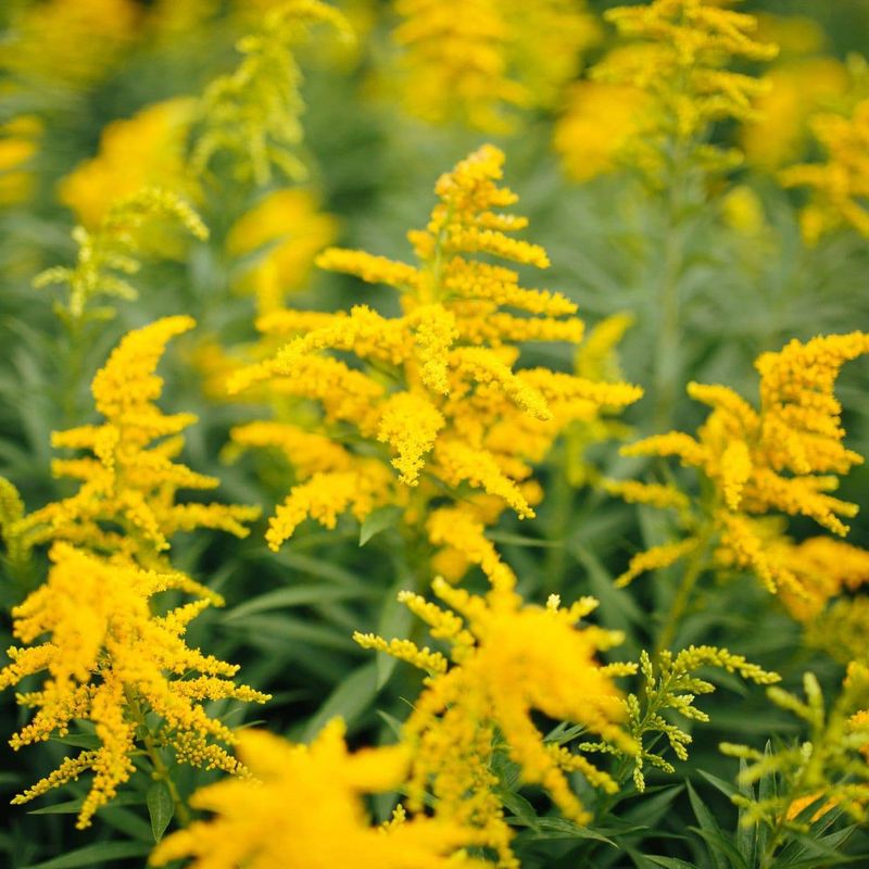 Goldenrod