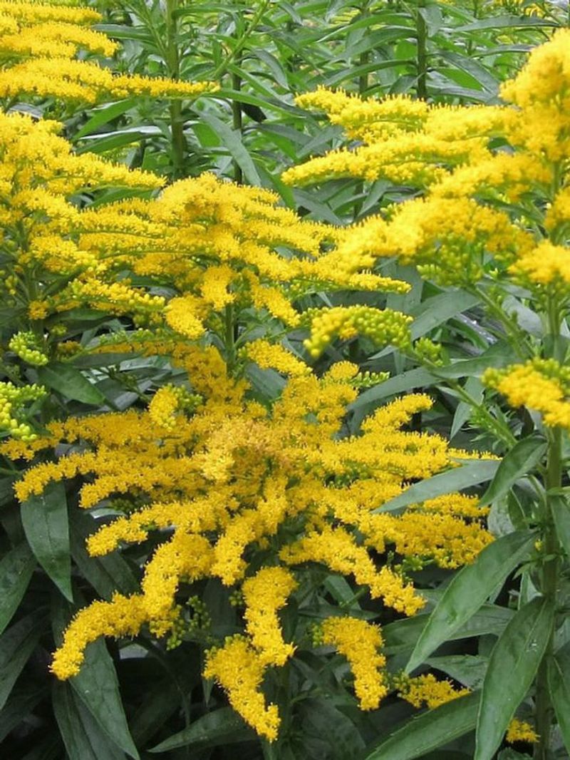 Goldenrod