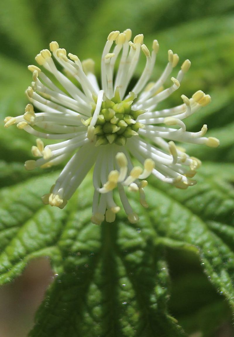 Goldenseal