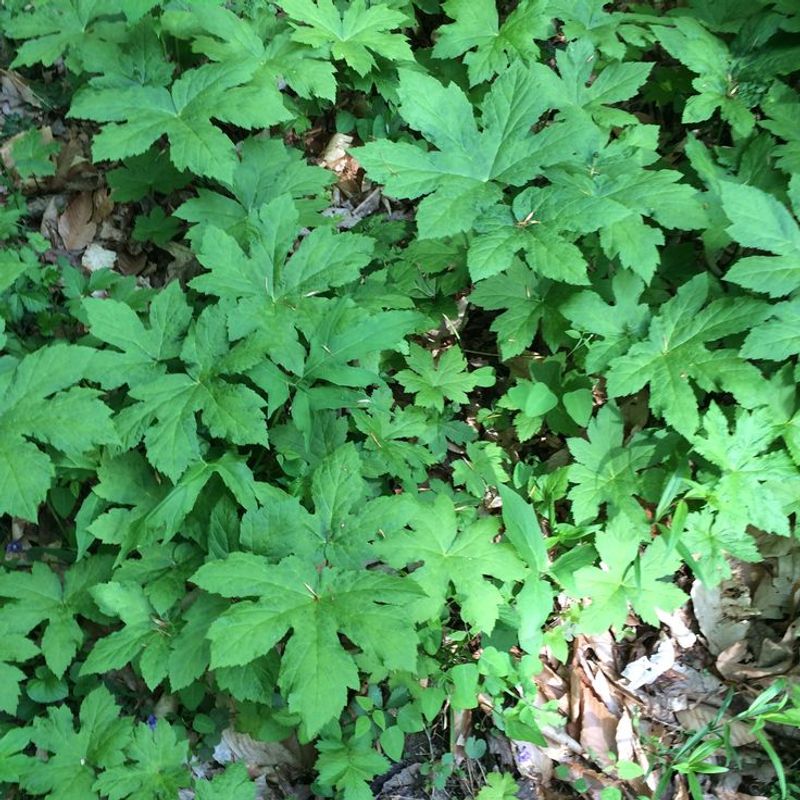 Goldenseal