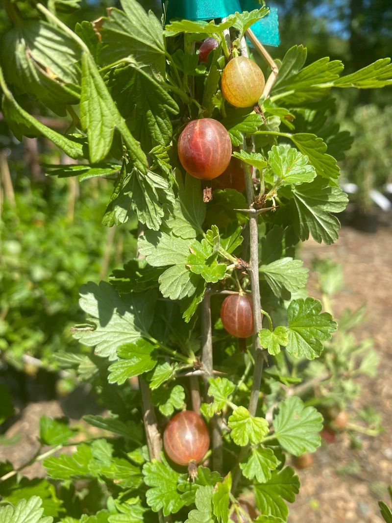 Gooseberries