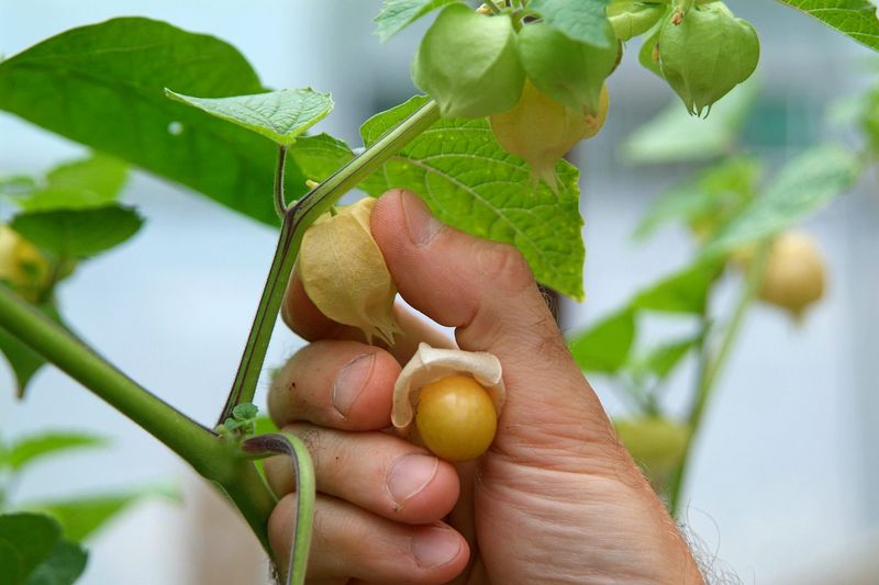 Gooseberries