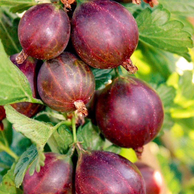 Gooseberry