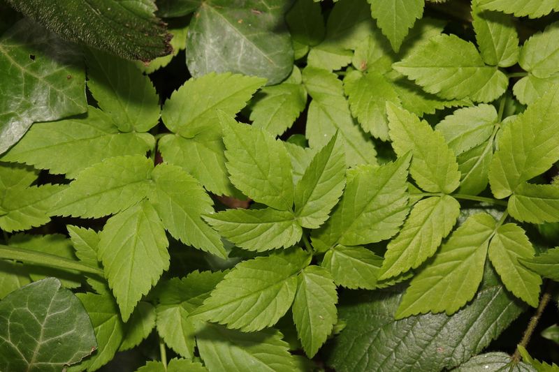 Goutweed