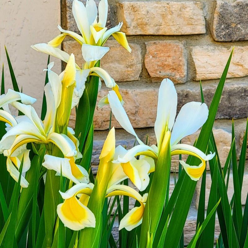 Graceful Iris