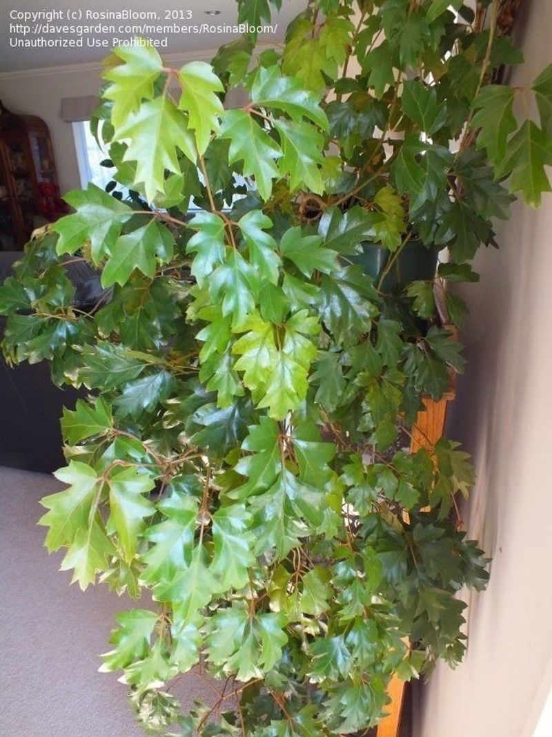 Grape Ivy