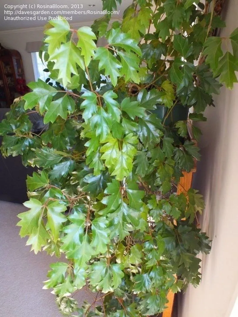 Grape Ivy