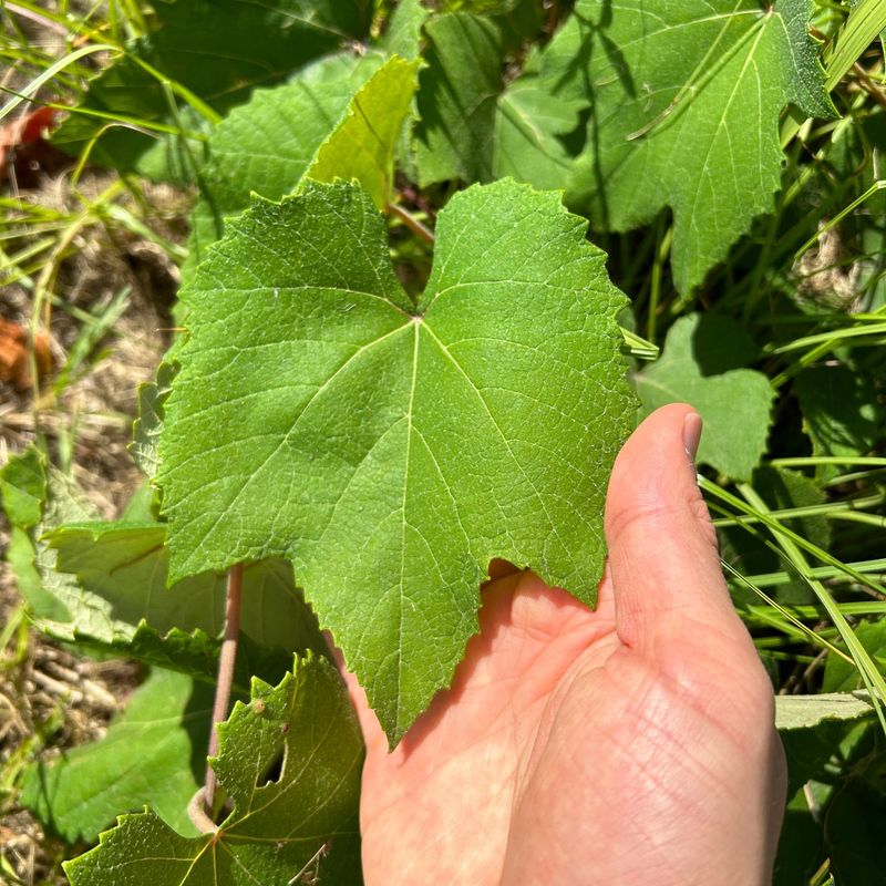 Grape Leaves
