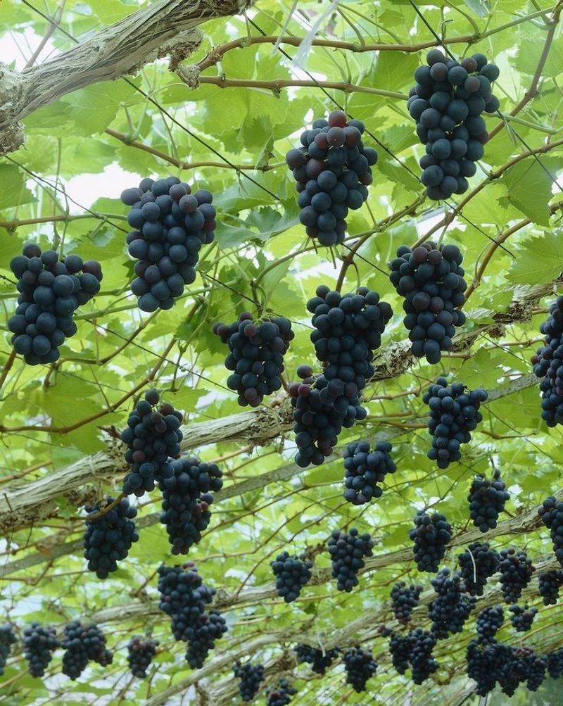 Grapes
