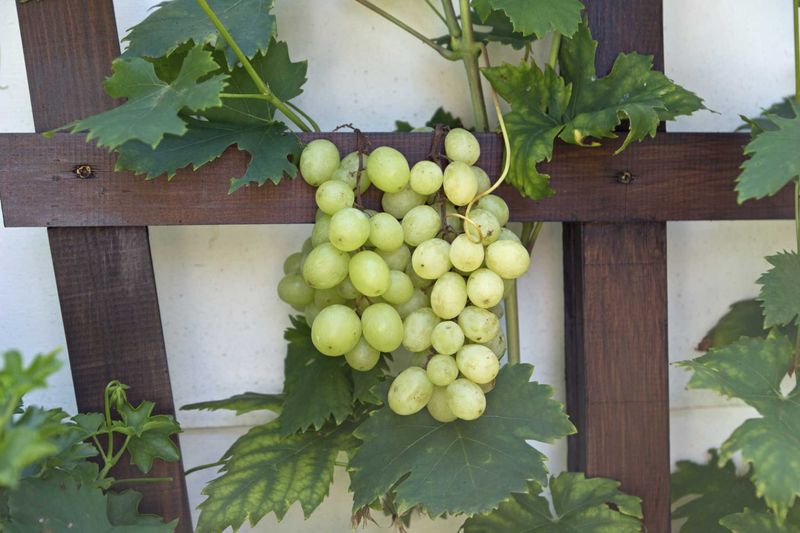 Grapes