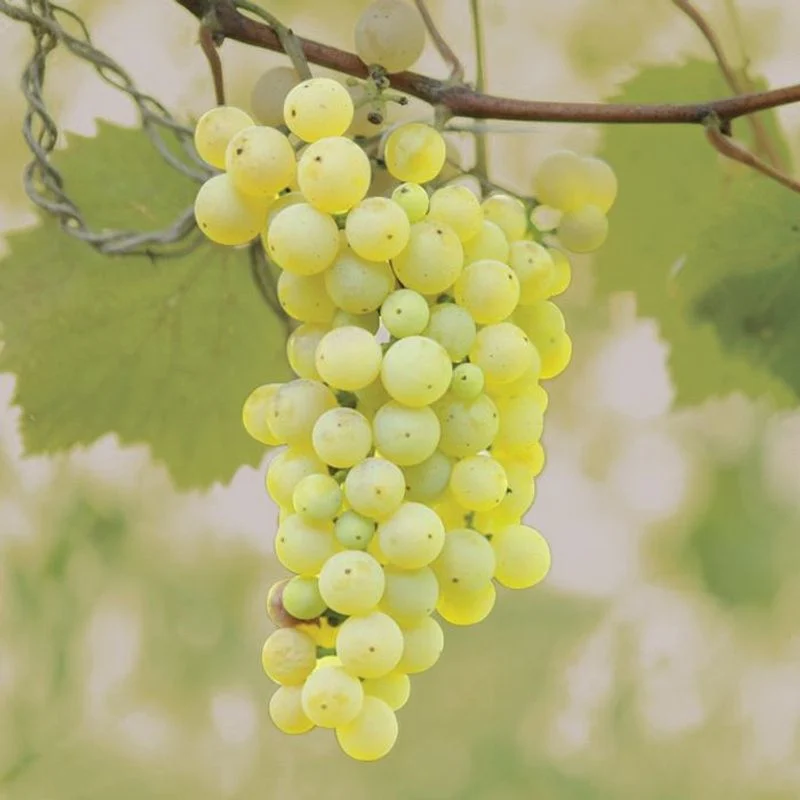Grapes for Wine