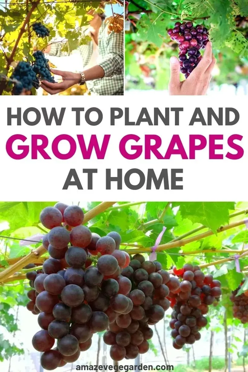 Grapes