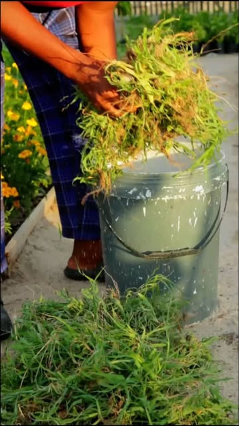 Grass Clipping Tea