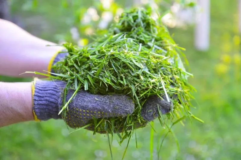 Grass Clippings