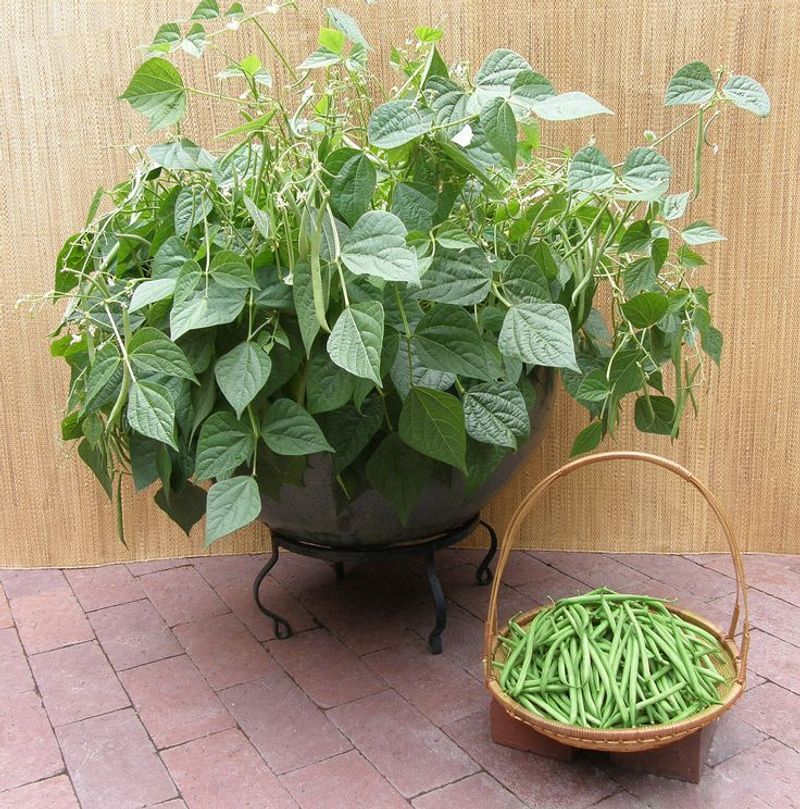 Green Beans