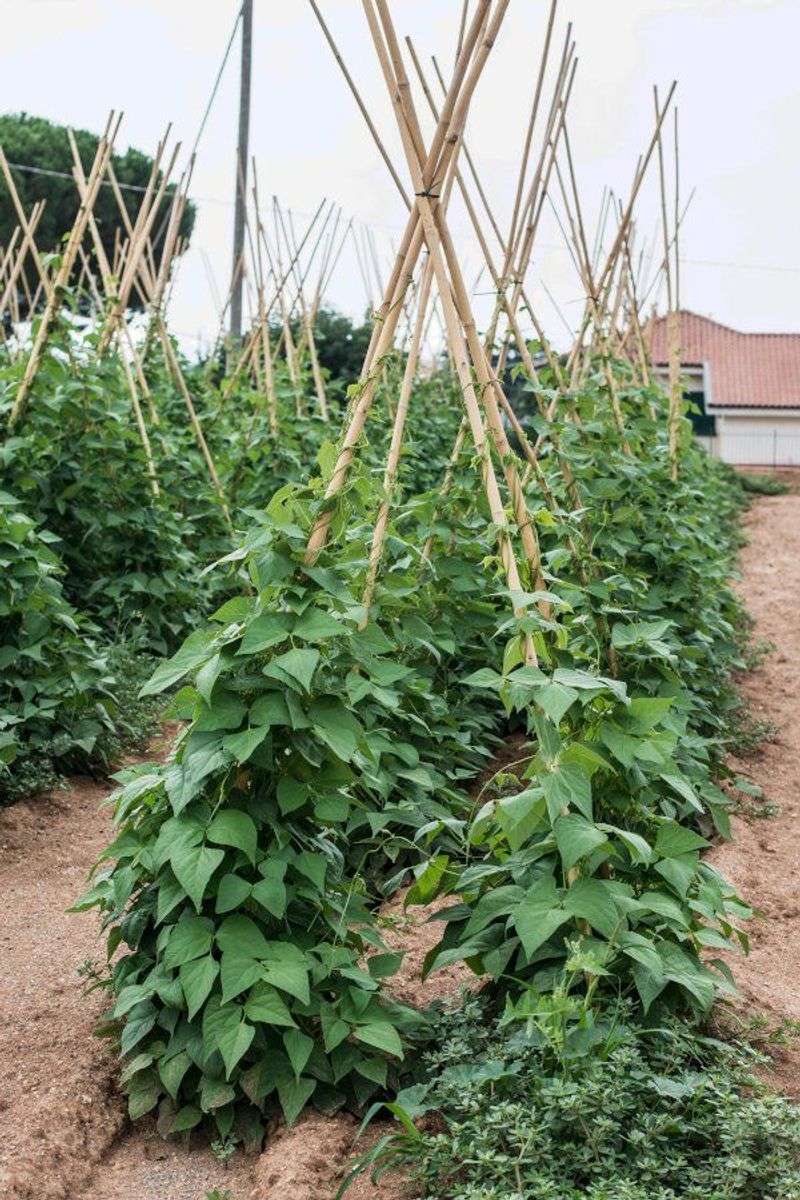 Green Beans
