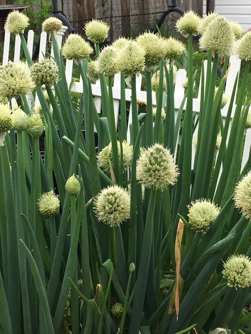 Green Onions
