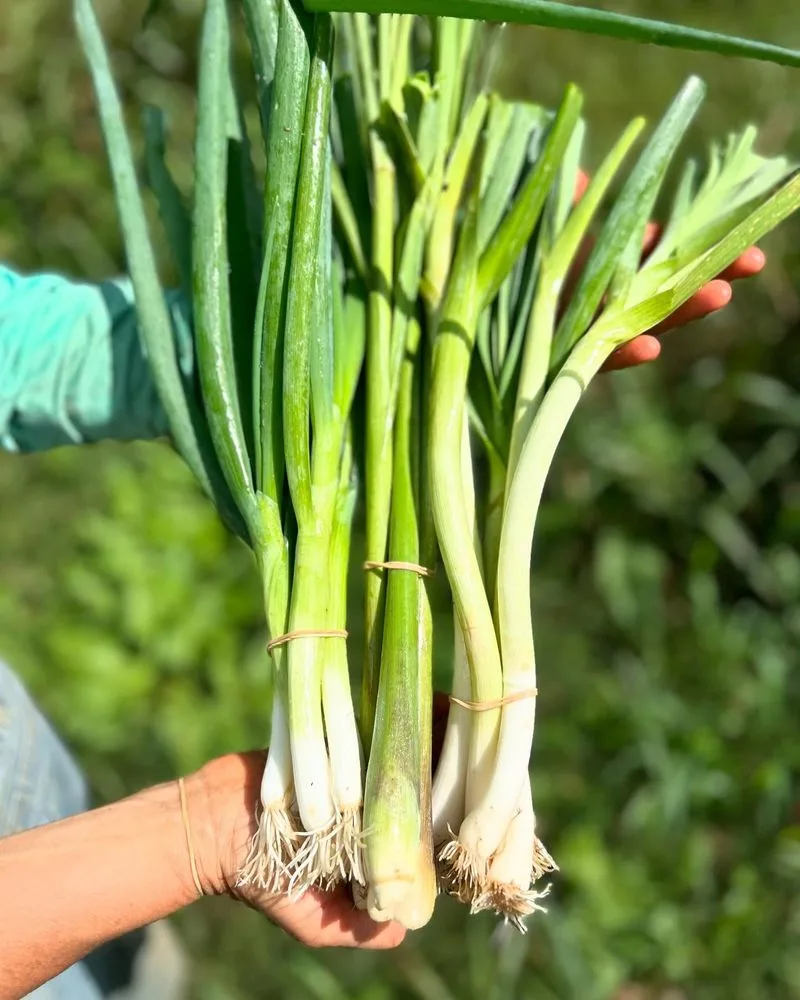 Green Onions