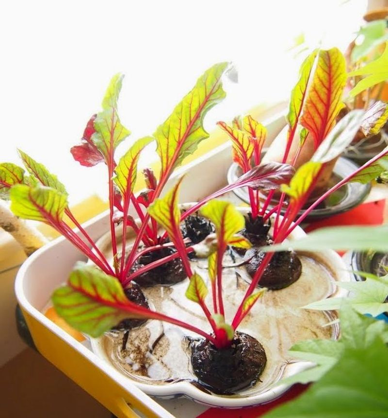 Beet Greens