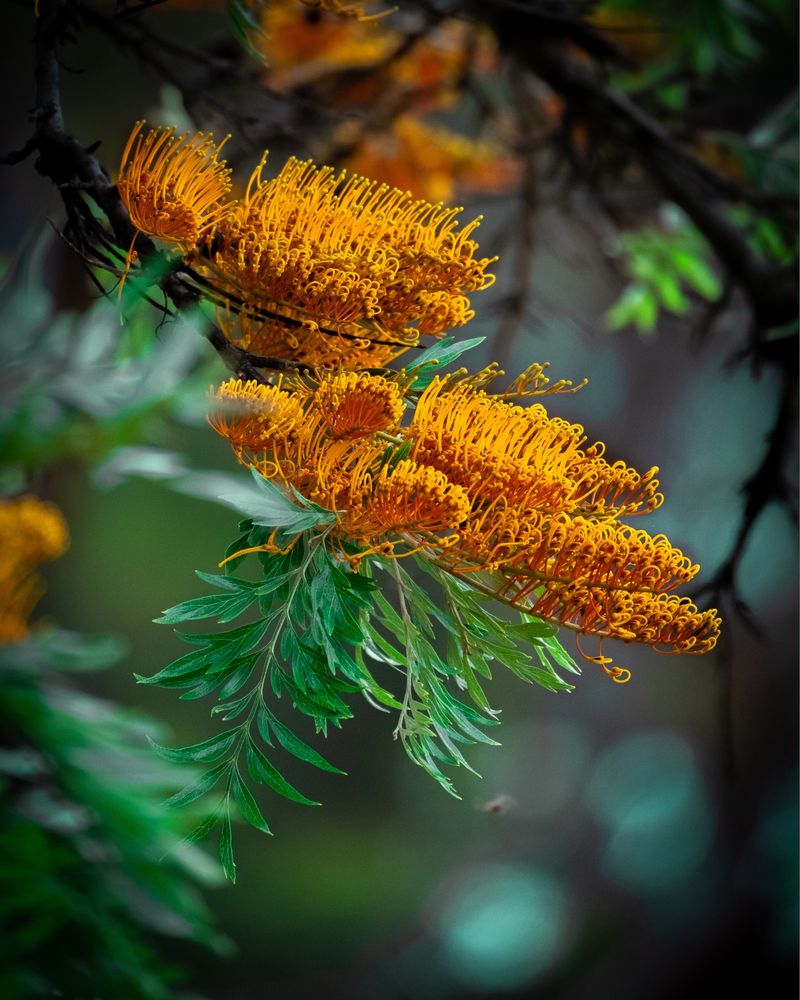 Grevillea (Grevillea robusta)
