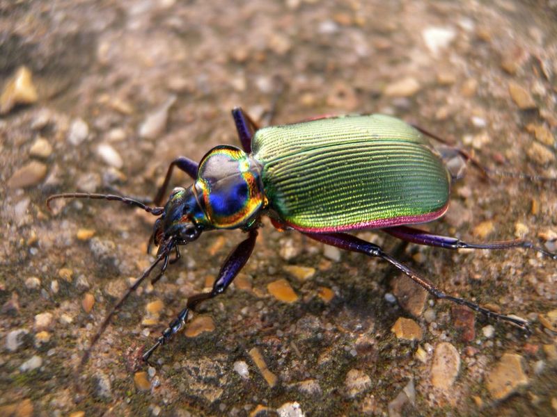 Ground Beetle