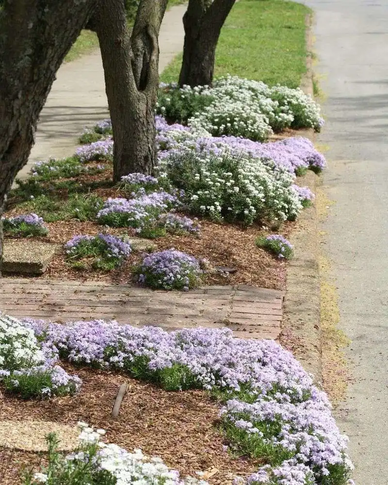 Ground Cover Glory