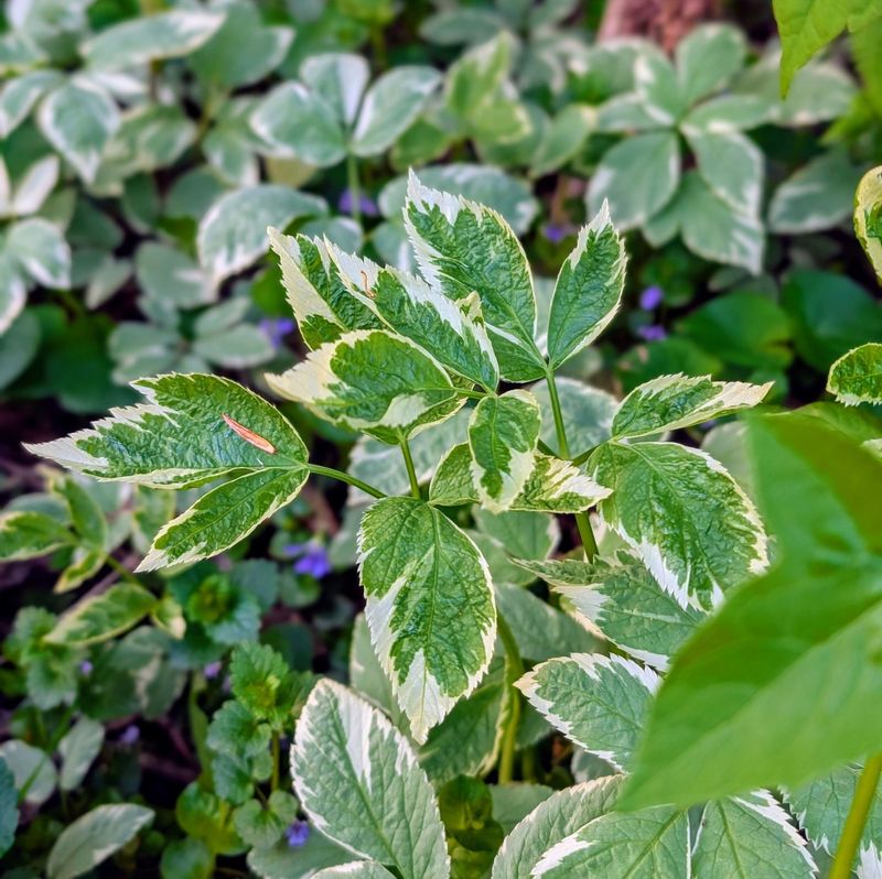 Ground Elder