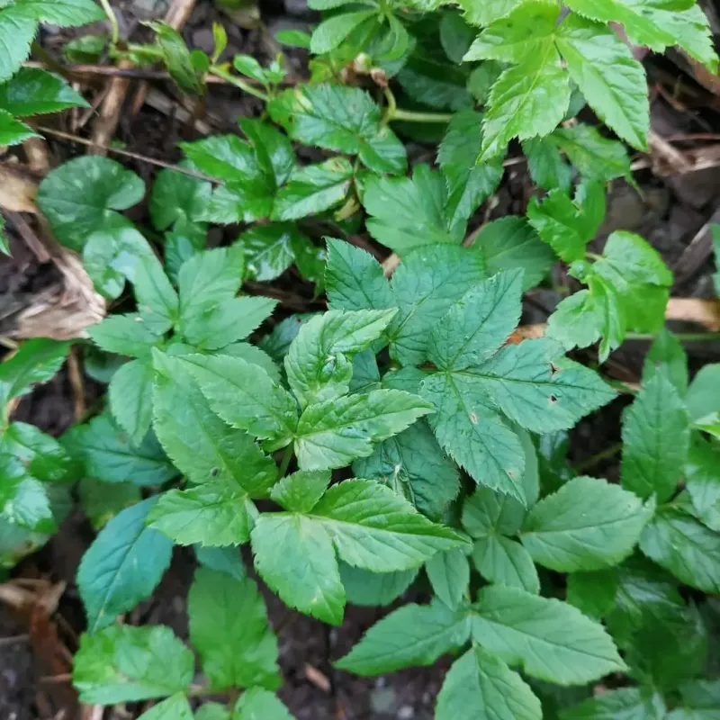 Ground Elder