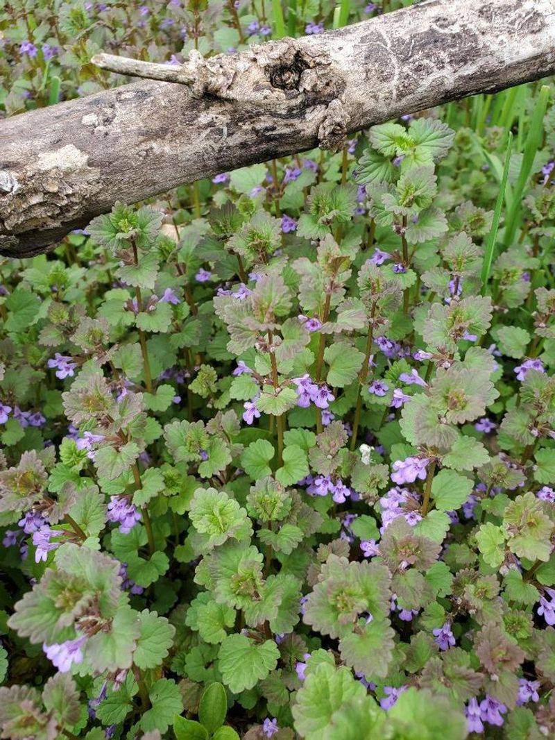 Ground Ivy