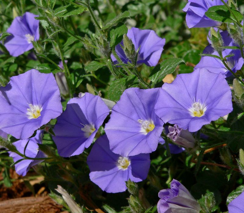 Ground Morning Glory
