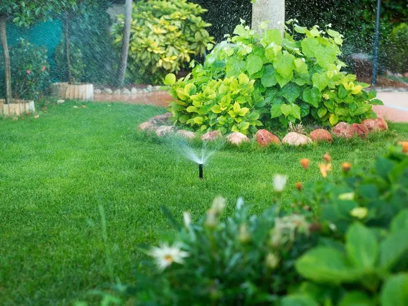 Grouping Plants by Water Needs