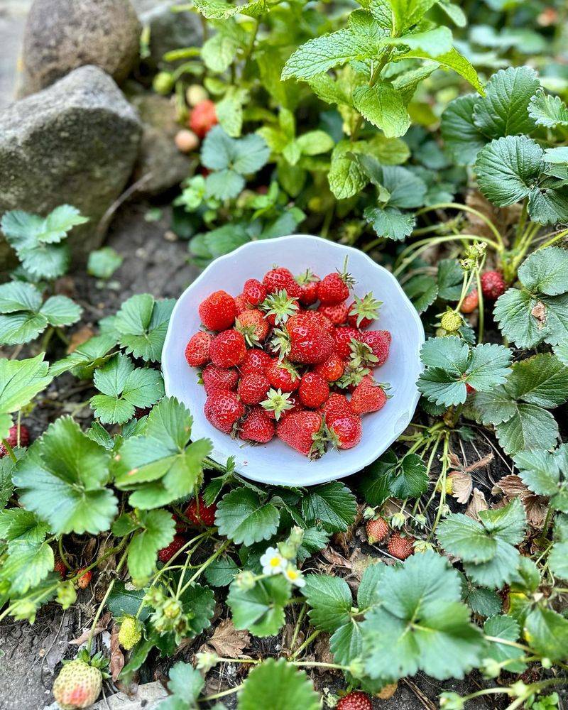 Grow Edible Plants