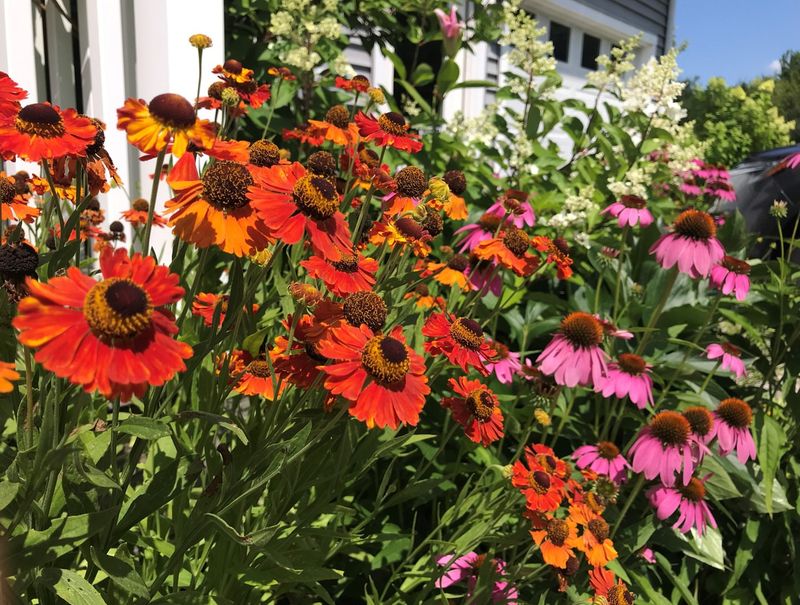 Grow a Wildflower Meadow