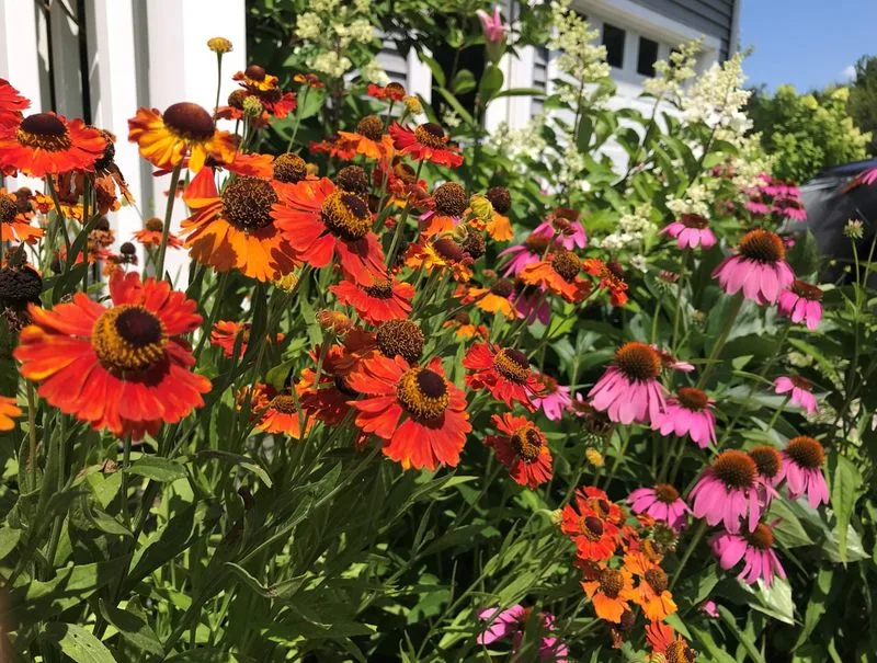 Grow a Wildflower Meadow