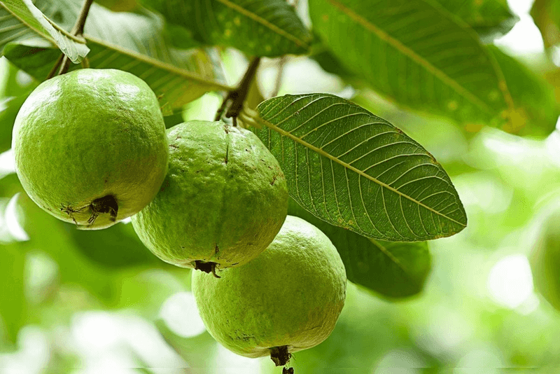 Guava Tree (Struggles)
