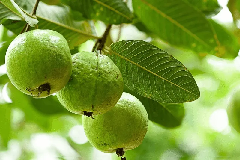 Guava Tree (Struggles)