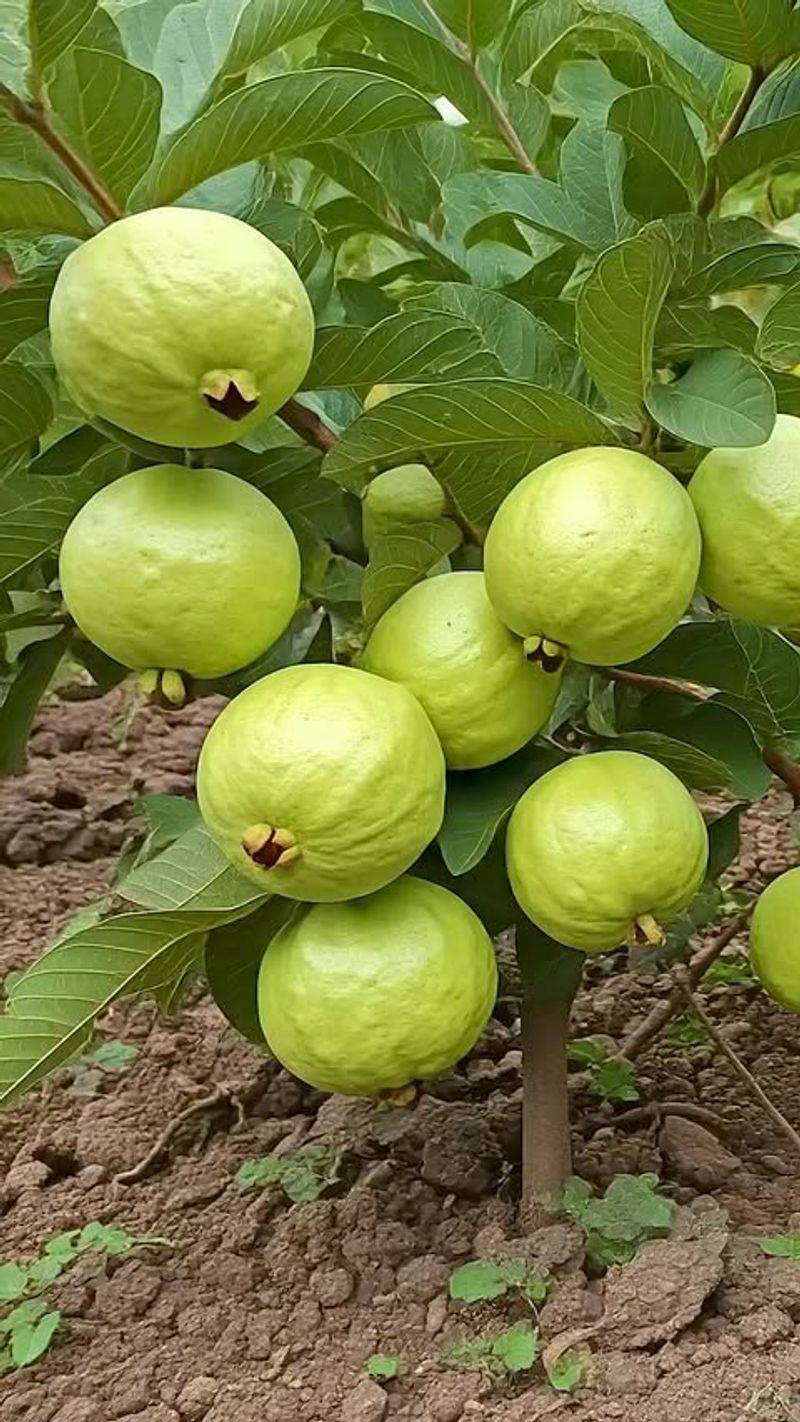 Guava Tree