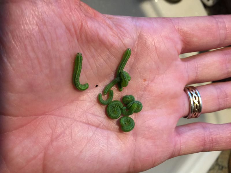 Hand-Picking