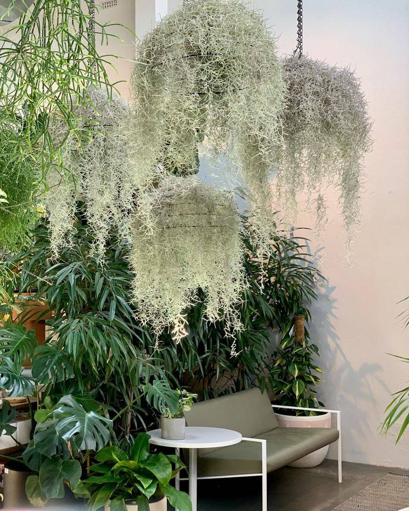 Hanging Baskets