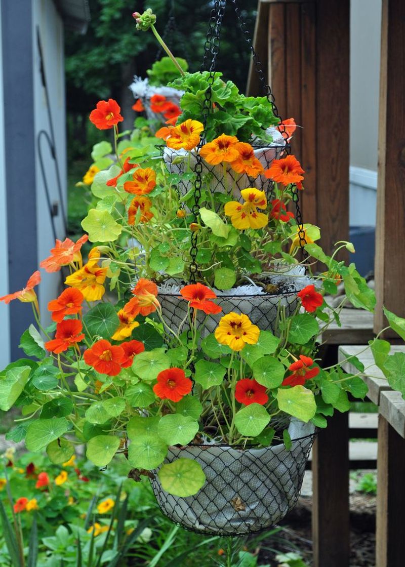 Hanging Baskets