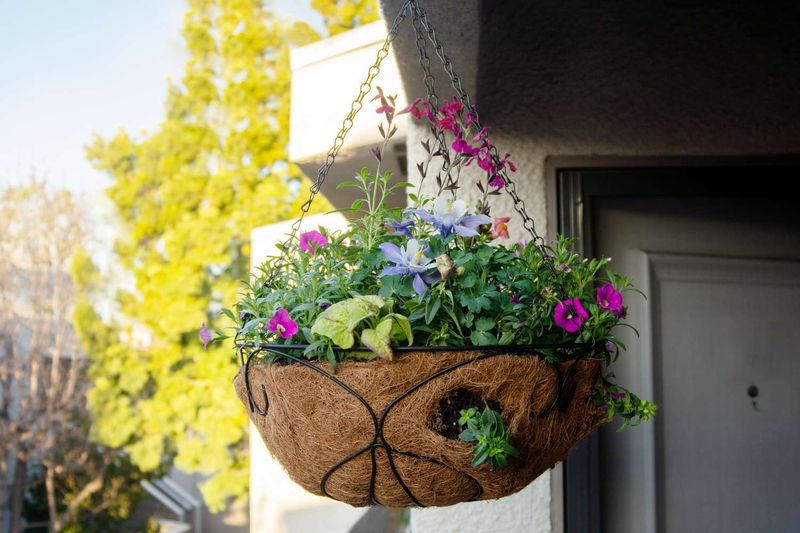 Hanging Baskets