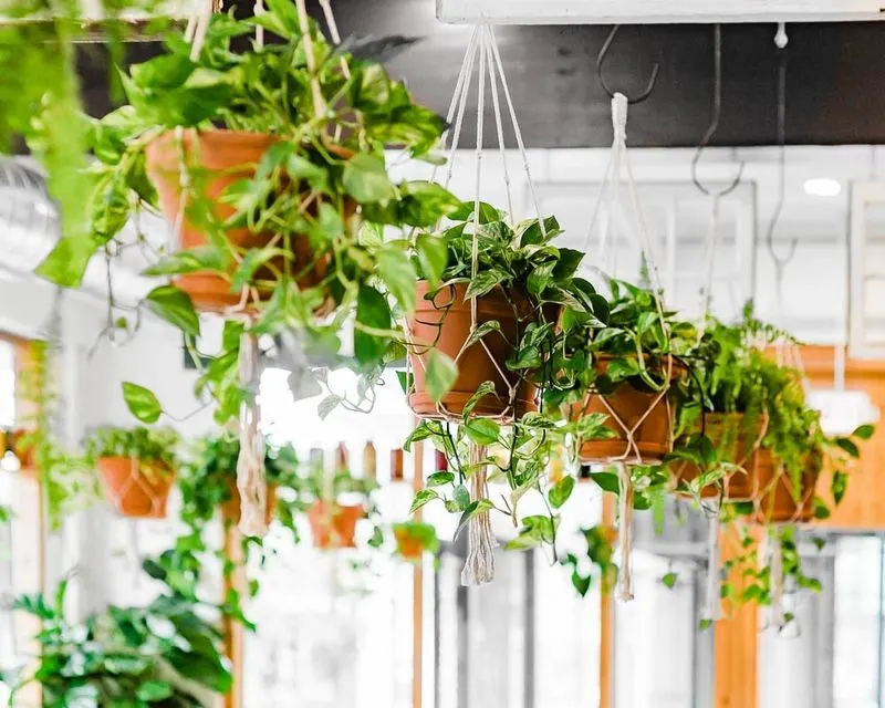 Hanging Planters