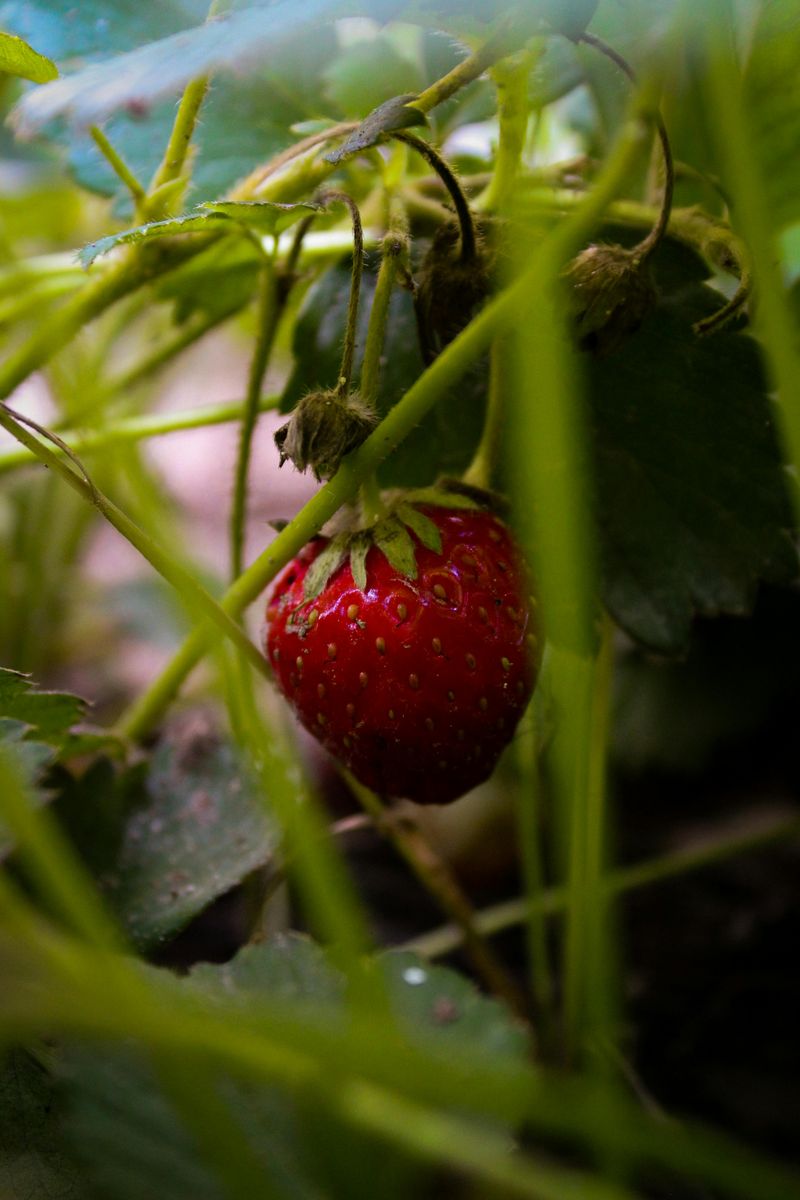 Hanging Strawberry Planter