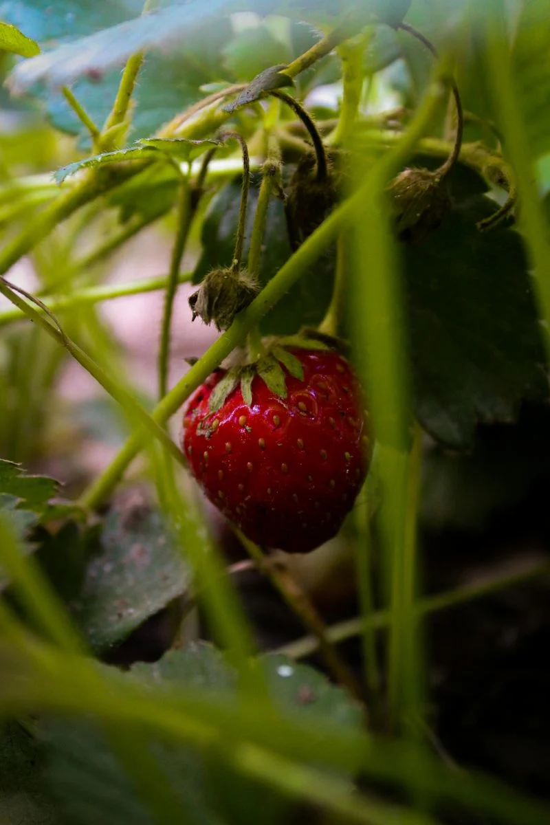 Hanging Strawberry Planter