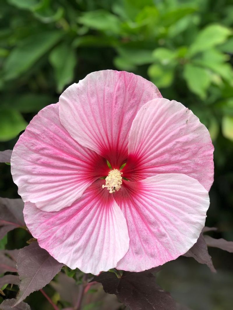 Hardy Hibiscus