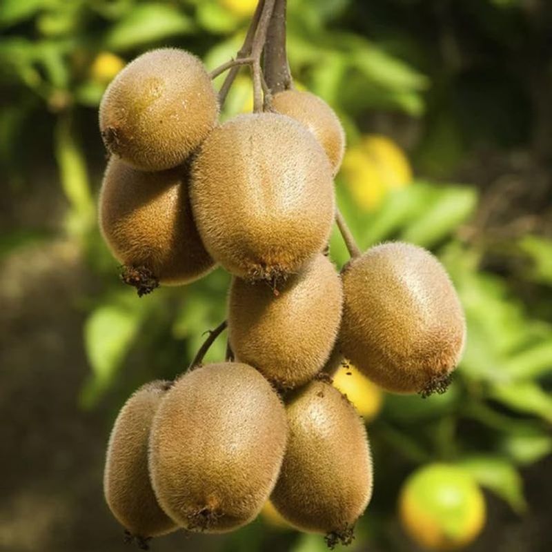 Hardy Kiwi