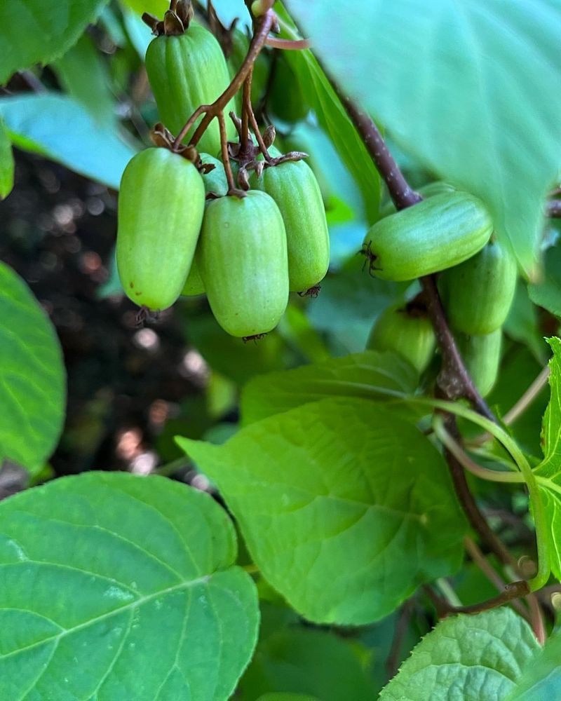 Hardy Kiwi